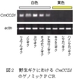図2 野生ギクにおけるCmCCD1
          のゲノミックPCR