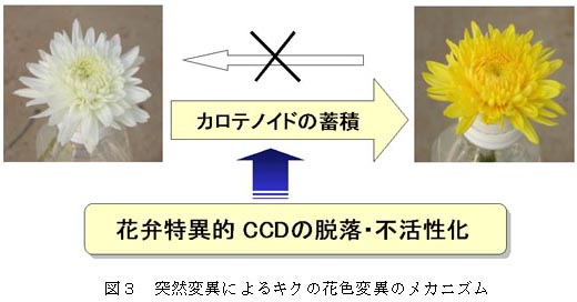 図3 突然変異によるキクの花色変異のメカニズム