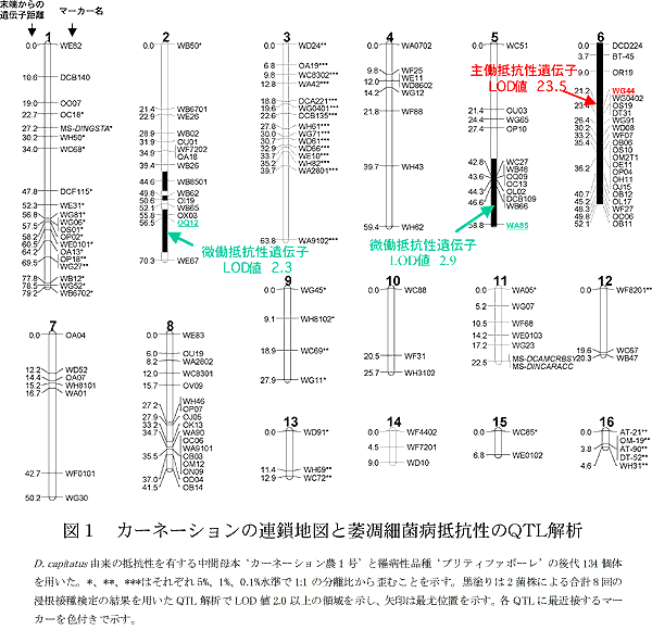 図1 カーネーションの連鎖地図と萎凋細菌病抵抗性のQTL解析