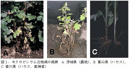 図1.キクのピシウム立枯病の病徴 A: 茨城県(露地)、B: 富山県(ハウス)、
C: 香川県(ハウス、直挿苗)