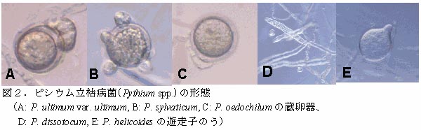 図2.ピシウム立枯病菌(Pythium spp.)の形態