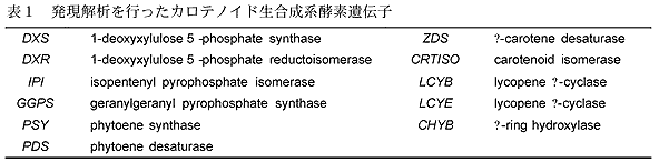 表1 発現解析を行ったカロテノイド生合成系酵素遺伝子
