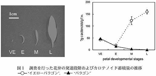 図1 調査を行った花弁の発達段階およびカロテノイド蓄積量の推移