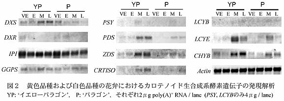 図2 黄色品種および白色品種の花弁におけるカロテノイド生合成系酵素遺伝子の発現解析