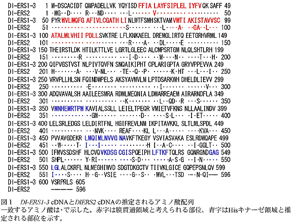 図1 Dl-ERS1-3 cDNAとDlERS2 cDNAの推定されるアミノ酸配列