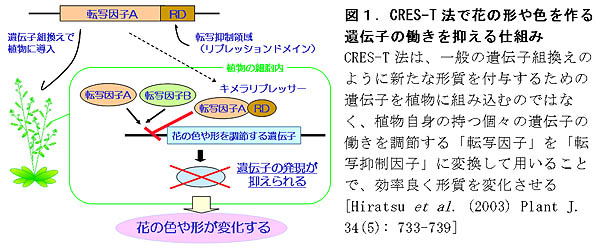 図1.CRES-T法で花の形や色を作る遺伝子の働きを抑える仕組み