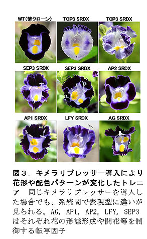 図3.キメラリプレッサー導入により花形や配色パターンが変化したトレニア