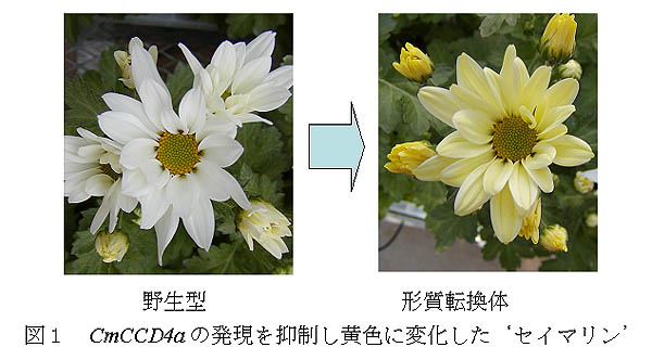 図1 CmCCD4aの発現を抑制し黄色に変化した‘セイマリン’