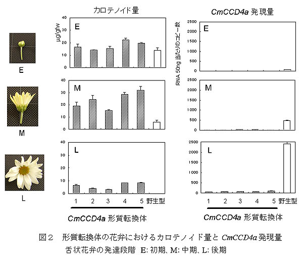 図2 形質転換体の花弁におけるカロテノイド量とCmCCD4a発現量