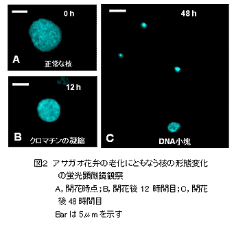 図2.アサガオ花弁の老化にともなう核の形態変化の蛍光顕微鏡観察
