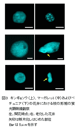 図3.キンギョソウ(上)、マーガレット(中)およびペチュニア(下)の花弁における核の形態の蛍光顕微鏡観察