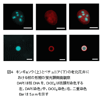 図4.キンギョソウ(上)とペチュニア(下)の老化花弁における核の形態の蛍光顕微鏡観察