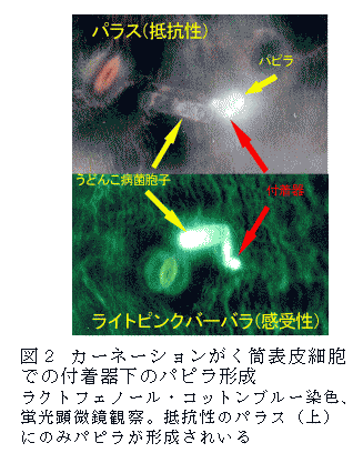 図2.カーネーションがく筒表皮細胞での付着器下のパピラ形成