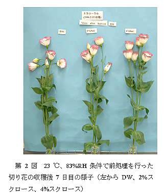 第2図.23°C、83%RH条件で前処理を行った切り花の収穫後7日目の様子