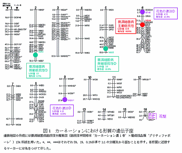 図1 カーネーションにおける形質の遺伝子座