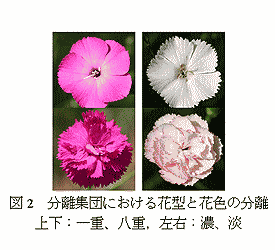 図2 分離集団における花型と花色の分離