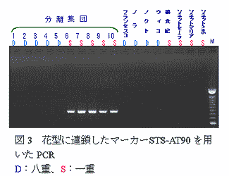 図3 花型に連鎖したマーカーSTS-AT90を用いたPCR