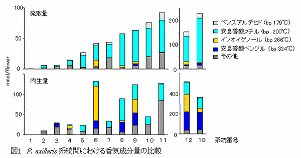 図1.P.axillaris系統間における香気成分量の比較