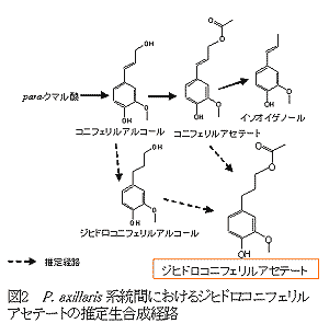 図2.P.axillaris系統間におけるジヒドロコニフェリルアセテートの推定成合成経路