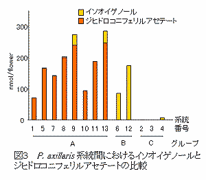 図3.P.axillaris系統間におけるイソオイゲノールとジヒドロコニフェリルアセテートの比較