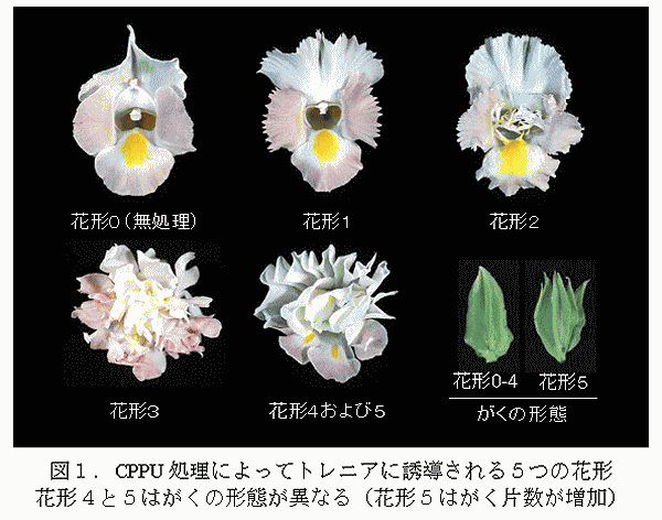 図1.CPPU処理によってトレニアに誘導される5つの花形