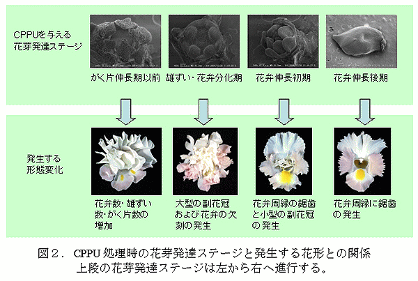 図2.CPPU処理時の花芽発達ステージと発生する花形との関係