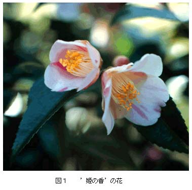 図1 ツバキ安濃4号の花