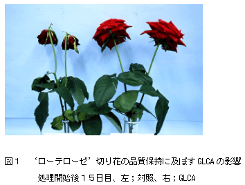 図1 ‘ローテローゼ’切り花の品質保持に及ぼすGLCA の影響