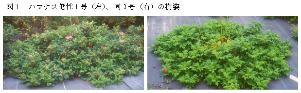 図1 ハマナス低性1 号(左)、同2 号(右)の樹姿