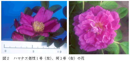 図2 ハマナス低性1 号(左)、同2 号(右)の花
