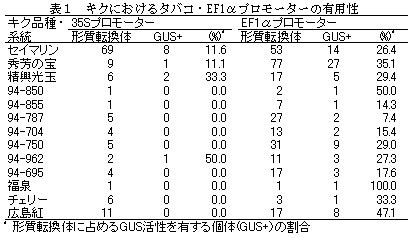 表1 キクにおけるタバコ・EF1αプロモーターの有用性