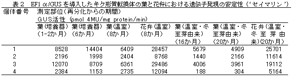 表2 EF1 α/GUS を導入したキク形質転換体の葉と花弁における遺伝子発現の安定性