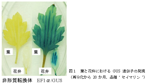 図1 葉と花弁におけるGUS 遺伝子の発現