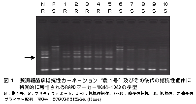 図1 萎凋細菌病抵抗性カーネーション‘農1号’及びその後代の抵抗性個体に 特異的に増幅されるRAPDマーカーWG44-1043の多型