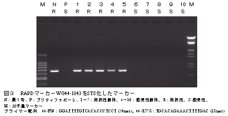 図3 RAPDマーカーWG44-1043をSTS化したマーカー