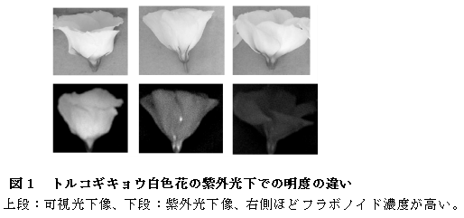 図1 トルコギキョウ白色花の紫外光下での明度の違い
