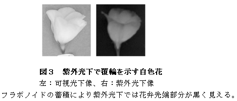 図3 紫外光下で覆輪を示す白色花