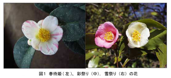 図1 春待姫(左)、彩祭り(中),雪祭り(右)の花