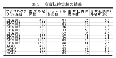 表1 形質転換実験の結果