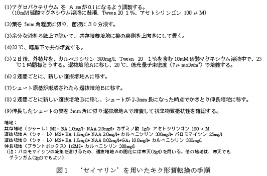 図1 ‘セイマリン’を用いたキク形質転換の手順