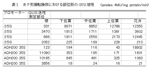 表1 キク形質転換体における部位別のGUS 活性(pmoles 4MU/mg protein/min)