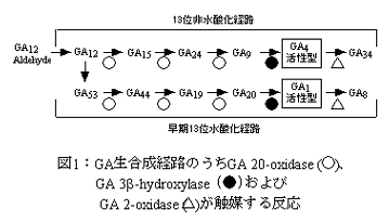 図1:GA生合成経路のうちGA 20-oxidase (○)、GA3-hydroxylase (●)およびGA 2-oxidase(△)が触媒する反応