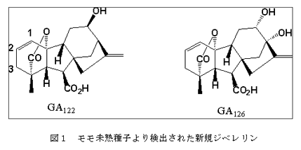 図1 モモ未熟種子より検出された新規ジベレリン