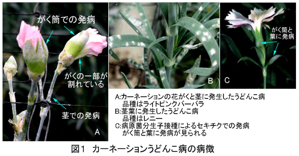 図1.カーネーションうどんこ病の病徴