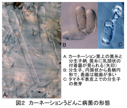 図2.カーネーションうどんこ病菌の形態