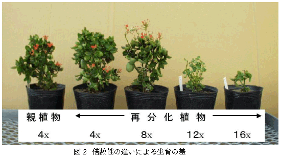 図2 倍数性の違いによる生育の差