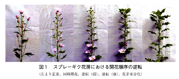 図1 スプレーギク花房における開花順序の逆転
