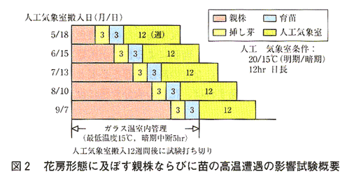 図2 花房形態に及ぼす親株ならびに苗の高温遭遇の影響試験概要