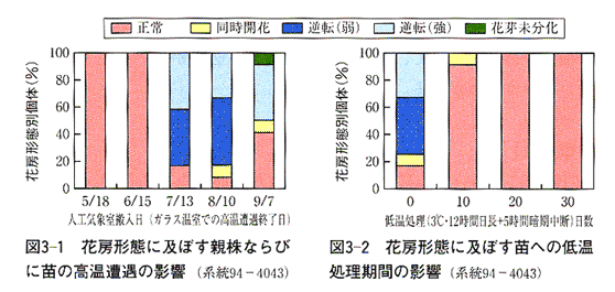 図3-1 花房形態に及ぼす親株ならびに 苗の高温遭遇の影響、図3-2 花房形態に及ぼす苗への 低温処理期間の影響