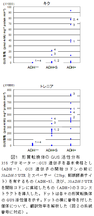 図1 形質転換体のGUS活性分布